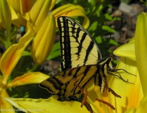 Your spiritual practice could be as easy a visit from a Butterfly.