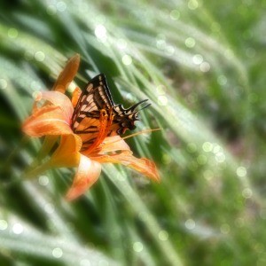The spiritual practice of butterflies is rich with gems and layers and facets. Butterfly Shaman Teresa Deak explores these in a series of blog posts - the Butterfly Way.