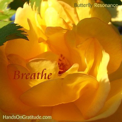 Butterfly Resonant Image | Breathe. Yellow rose bathed in warm sun gently held in green leaves. Macro photo by Teresa Deak.