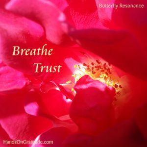 Butterfly Resonance Image: Macro photo of red rose with yellow and white stamens with the butterfly message to Breathe Trust.