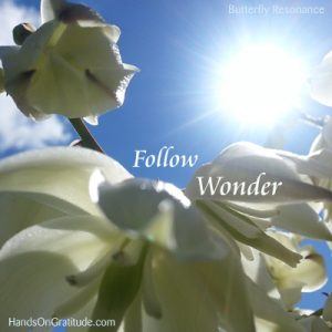 Butterfly Resonance Image: Macro photo of white yucca flowers with starred sun in blue sky background bearing the message to Follow Wonder.