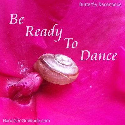 Butterfly Resonance Image: Macro photo of sand coloured snail on magenta impatiens flower.