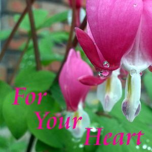 Revealing Your Heart: Held - 6 weeks with the Butterfly Shaman. Macro photo of water drops on bleeding heart flowers.