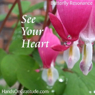 Butterfly Resonance Image: macro photo of water drops on and reflecting pink bleeding heart flowers.