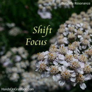 Butterfly Resonance Image: Macro photo of white yarrow with background out of focus, with the message to Shift my Focus to the most beneficial path.