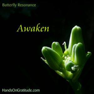Butterfly Resonance Image: Macro photo of green lily bud, ready to open calling us to Awaken.