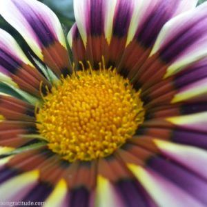 Macro photo of purple yellow orange daisy type flower, a rhythmic dance of colour and light circling bright intention.