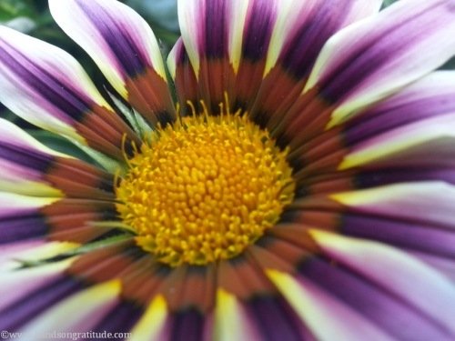 Macro photo of purple yellow orange gazania, a rhythmic dance of colour & light, the Divine in her dancing shoes eager to swing your desires to life.
