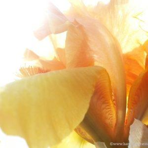 Macro photo of sun drenched peach iris.