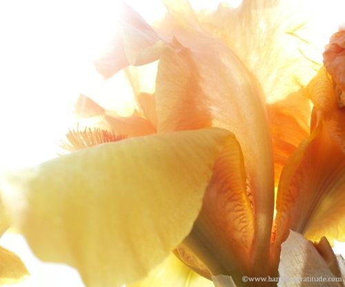 Macro photo of pouring through the upraised petals of a peach and bronze iris, a dream world.
