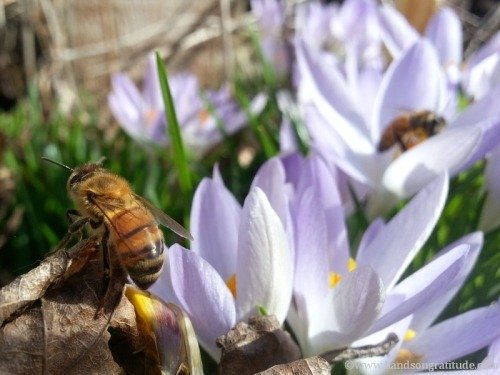 Macro photo of bees in crocuses with brittle leaves and bright light. Shame snuck in and I barely recognized him.