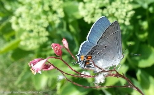 Macro photo of blue butterfly with orange spots a top tiny pink flowers. Shame's stealthy homecoming has pulled my heart under, yet we will fly again.