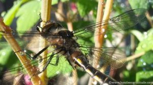 Macro photo of dragonfly adorned with shimmering water drops, magic returned.