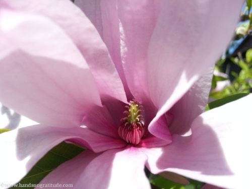 Macro photo of pink magnolia flower. Your heart is the World: full, perfect, complete. See it for its beauty, for its wholeness, for its lush happiness.
