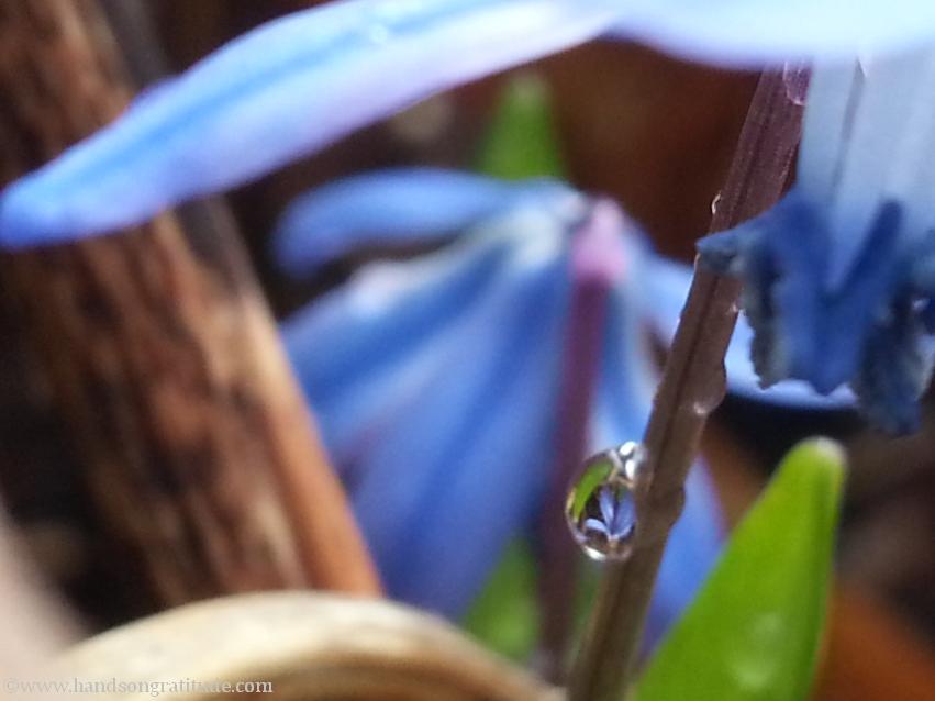 Macro photo of blue scilla flower suspended in rain drop.