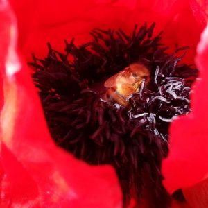 After the work, more work. Macro photo of bee immersed in the depths of a red poppy.