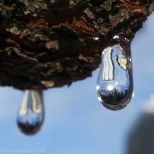 Macro photo of blue sky and structures reflected in suspended tree sap. Feel what you feel and know your heart is perfect.