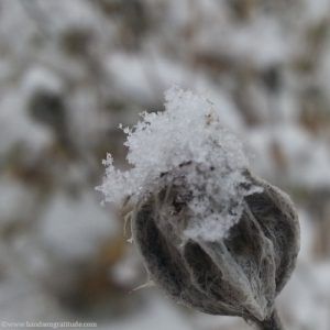 Macro photo of snow on grey green seed pod. Release eludes me, there is only room for love.