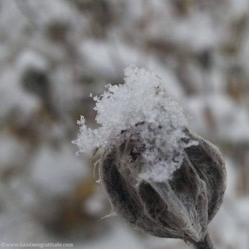 Macro photo of snow on grey green seed pod. Release eludes me. When the answer arrives, the work begins. Now there is only room for love.