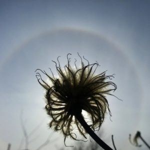 End of life clematis flower ringed by the sun - beauty and warning in one image.