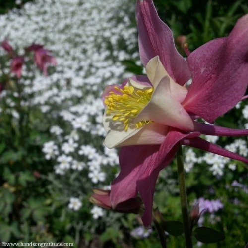 Macro photo of pink and yellow columbine with white snow on the mountain flowers behind. Release is an idea whose blossoms kaleidoscope with colours and angles rare and exotic.