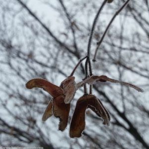 Macro photo of frost covered Japanese maple pods. Today I claim my stolen stories, the hollowness of not-knowing, gaping holes, and all.