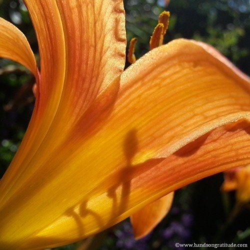 Macro photo of sunlit yellow orange lily revealing her mysteries in shadow and light.