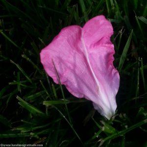 Macro photo of pink magnolia leaf on green grass. Clearly, I have more work to do, I don't want it to hurt.