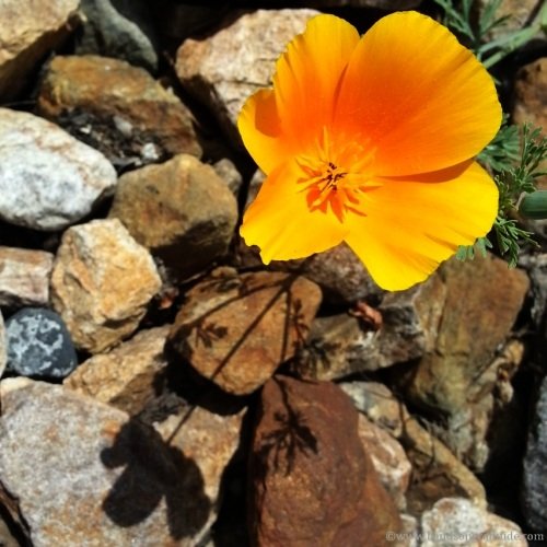 Macro photo of yellow california poppy and its shadow amongst brown and grey rocks. What stings me is not there.