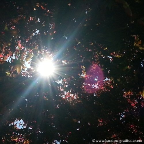 Macro photo of sun sparkle through Japanese maple, with sun flare in pinks and reds and greens.