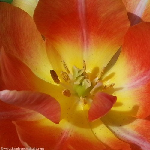 Macro photo of double yellow orange tulip open and ready to receive the sun and the flow of the Universe.