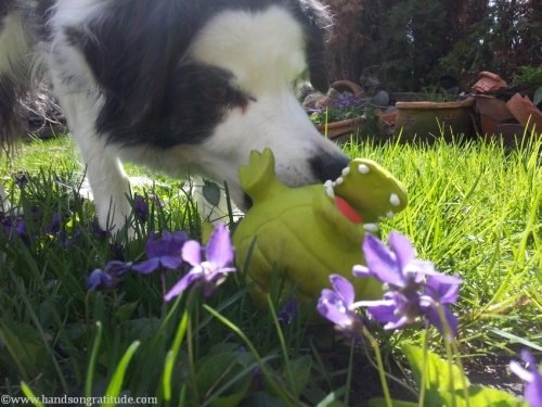 Diva and her squeak in the violets. Always and forever, Love wins.
