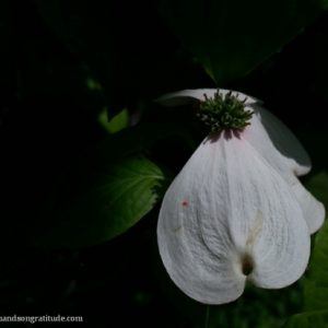 Macro photo of sun warmed white dogwood flower, one petal gone, floating in darkness.