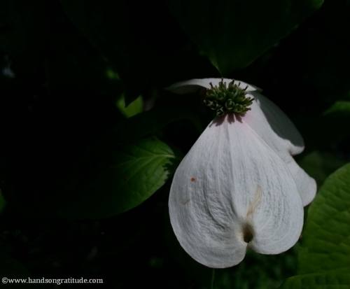 Macro photo of sun warmed white dogwood flower, one petal gone, floating in darkness.