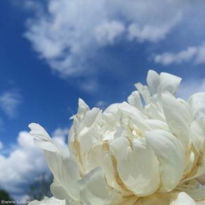 Macro photo white peony embracing blue sky, receiving and releasing is the flow of breath of the Universe.