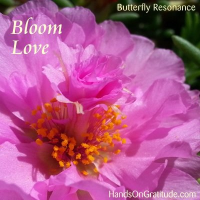 Butterfly Resonance Image: Macro photo of bright pink and yellow portulaca  bloom within a bloom urging us to Bloom Love.