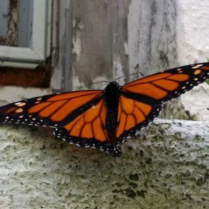 My first Monarch butterfly greeted us when we arrived at our first practice home for our new space clearing skills.