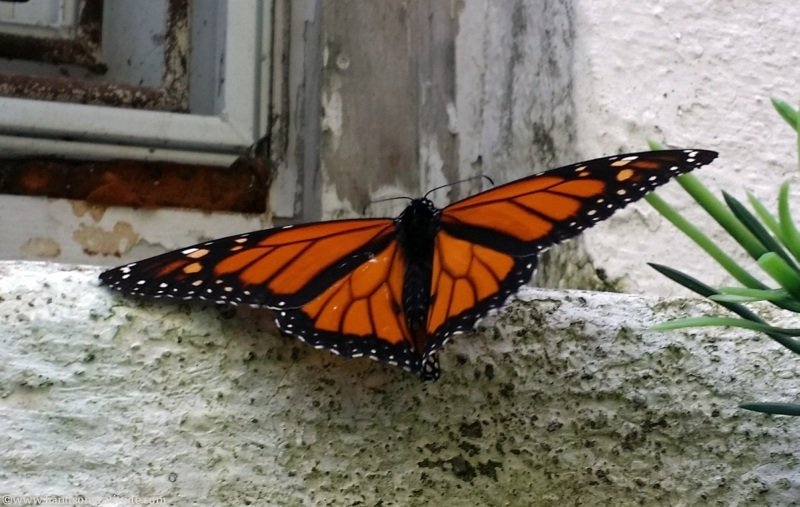 Butterfly Signs: My first Monarch butterfly greeted us when we arrived at our first practice home for our new space clearing skills.