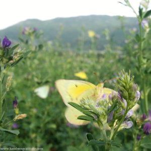 Macro photo yellow butterflies in a field - they are she, my Godiva.