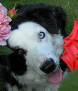 Macro photo of Diva in the roses - she is of Godiva, love manifest.