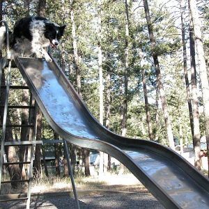 As a younger dog, 'Cuda would climb the big metal ladder and run down the slide. The kids in the park loved it!