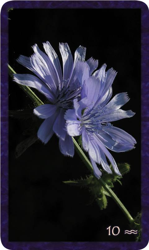 The Ten of Community from the Gratitude Tarot features 2 bright chicory flowers against a dark background. Photography and poetry by Teresa Deak.