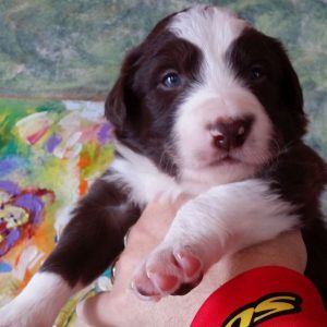 Meatloaf the purebred border collie pup at 3 weeks old on January 9, 2016