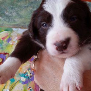 Meatloaf the purebred border collie pup at 3 weeks old on January 9, 2016