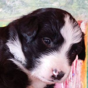Nikki the purebred border collie pup at 3 weeks old on January 9, 2016