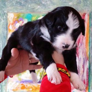 Nikki the purebred border collie pup at 3 weeks old on January 9, 2016
