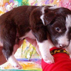 Shirley the purebred border collie pup at 3 weeks old on January 9, 2016