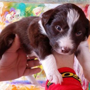Shirley the purebred border collie pup at 3 weeks old on January 9, 2016