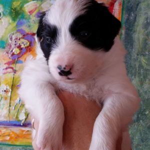 Feist the purebred border collie pup at 3 weeks old on January 9, 2016