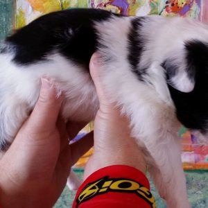 Feist the purebred border collie pup at 3 weeks old on January 9, 2016